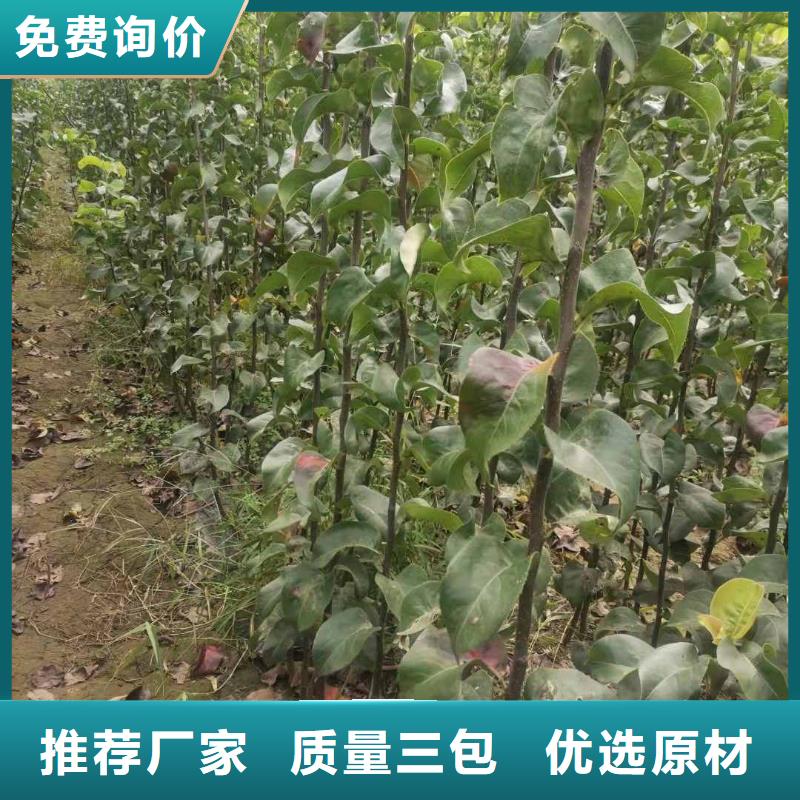 梨杜梨苗精选优质材料