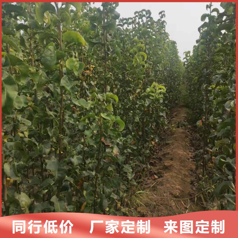 梨毛桃苗高性价比