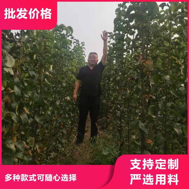 梨_海棠苗现货直供