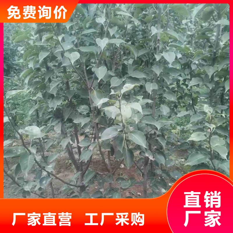 梨黄冠梨树苗厂家