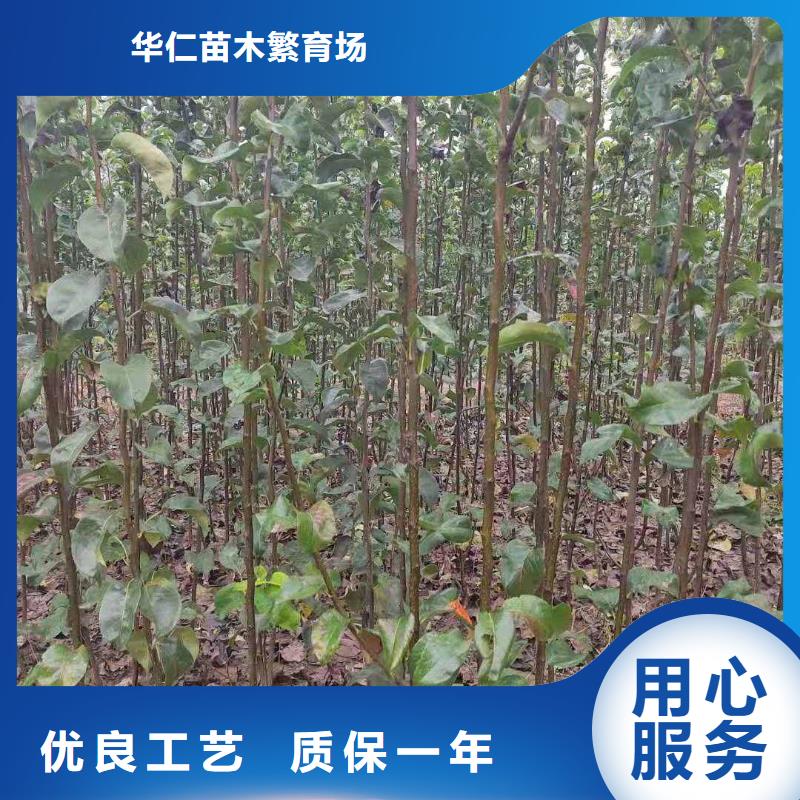 梨杜梨苗多种款式可随心选择
