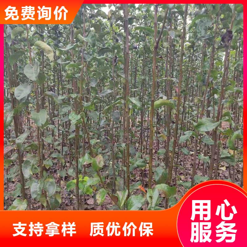 梨_皇冠梨树苗一站式采购商