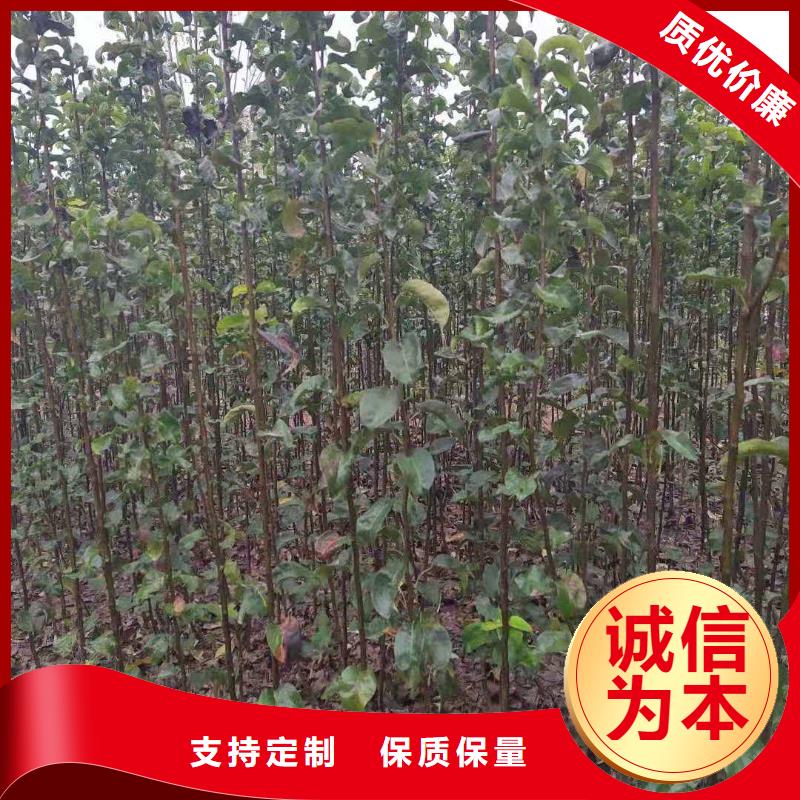 梨,【梨树苗基地】好货直供当地品牌