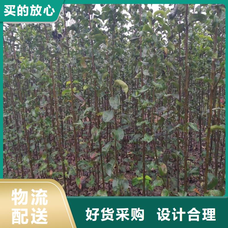 梨山桃苗质量无忧