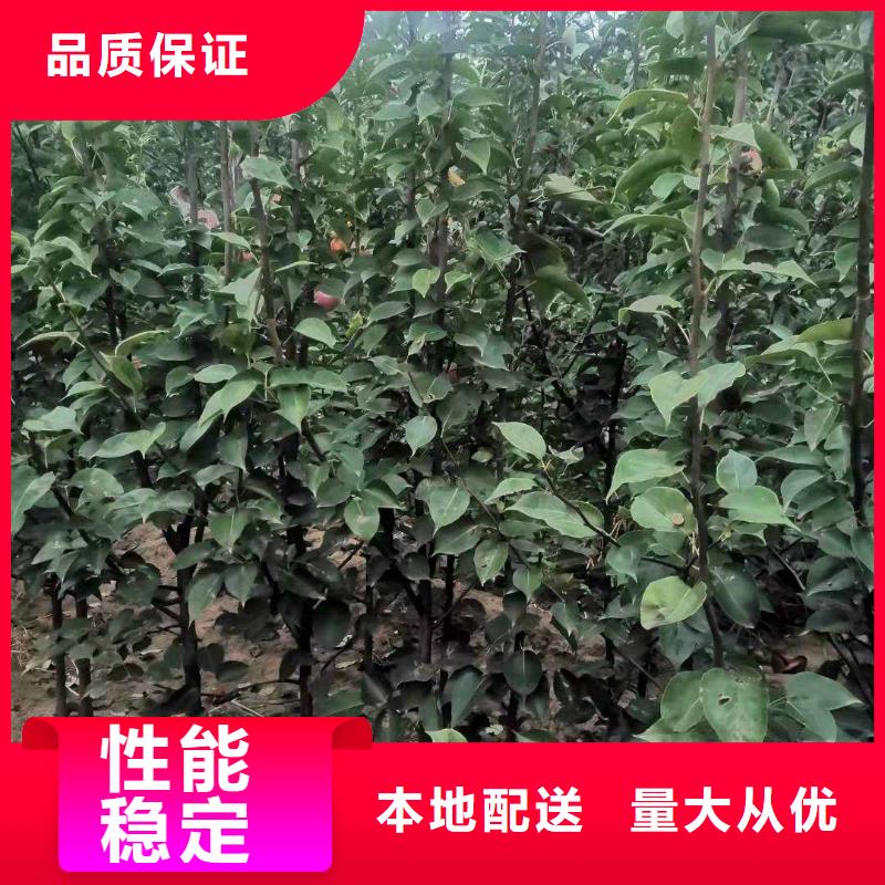 【 梨皇冠梨树苗实体厂家大量现货】