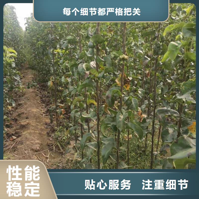 【 梨皇冠梨树苗实体厂家大量现货】