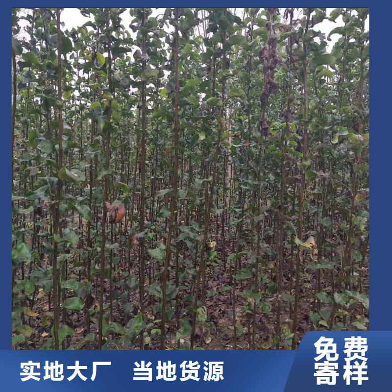 梨毛桃苗高性价比