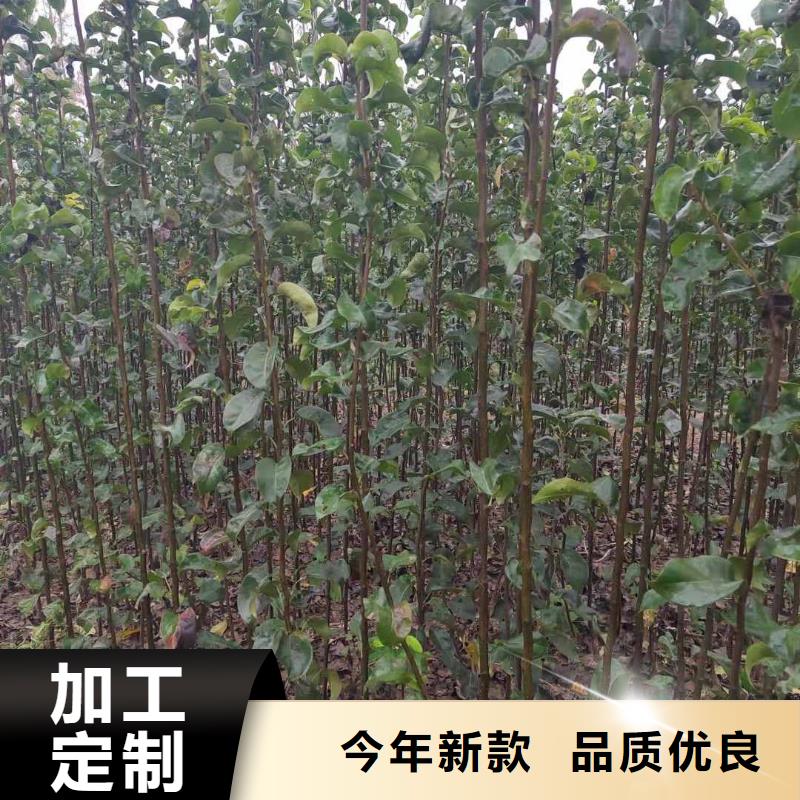 梨_海棠苗现货直供