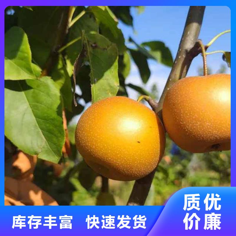 梨,【梨树苗基地】好货直供当地品牌