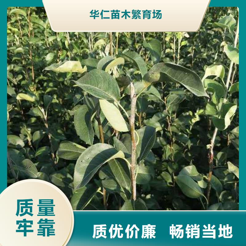 梨山桃苗质量无忧
