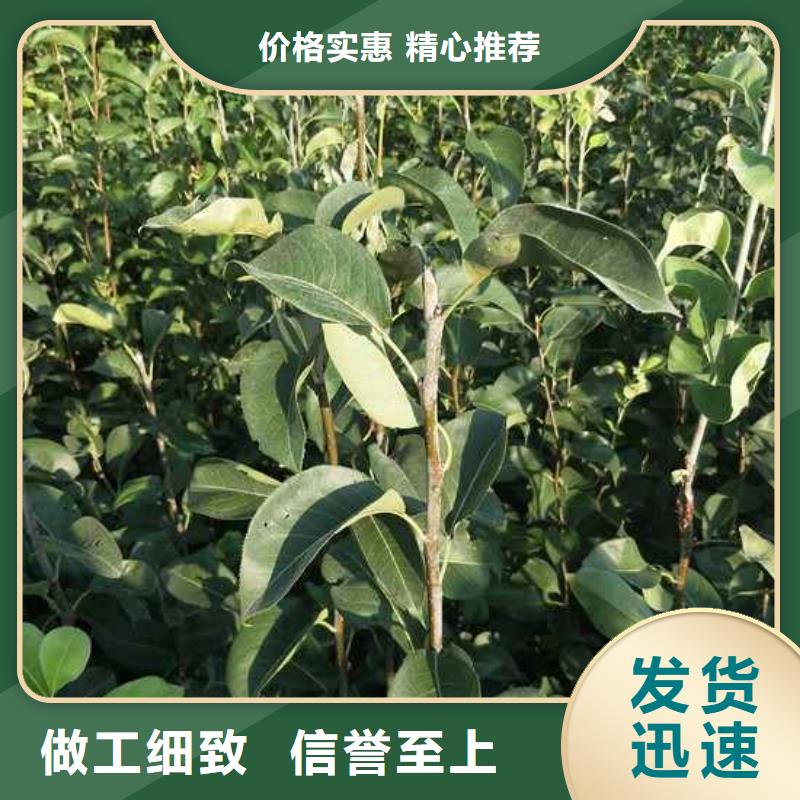梨毛桃苗高性价比