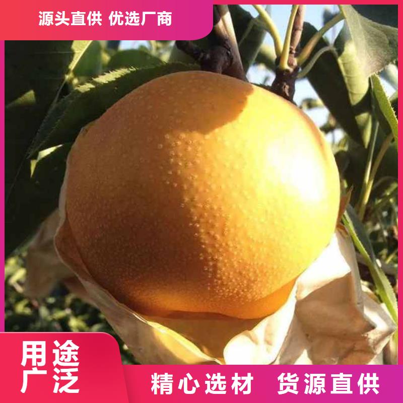 梨新梨7号梨树苗满足客户所需