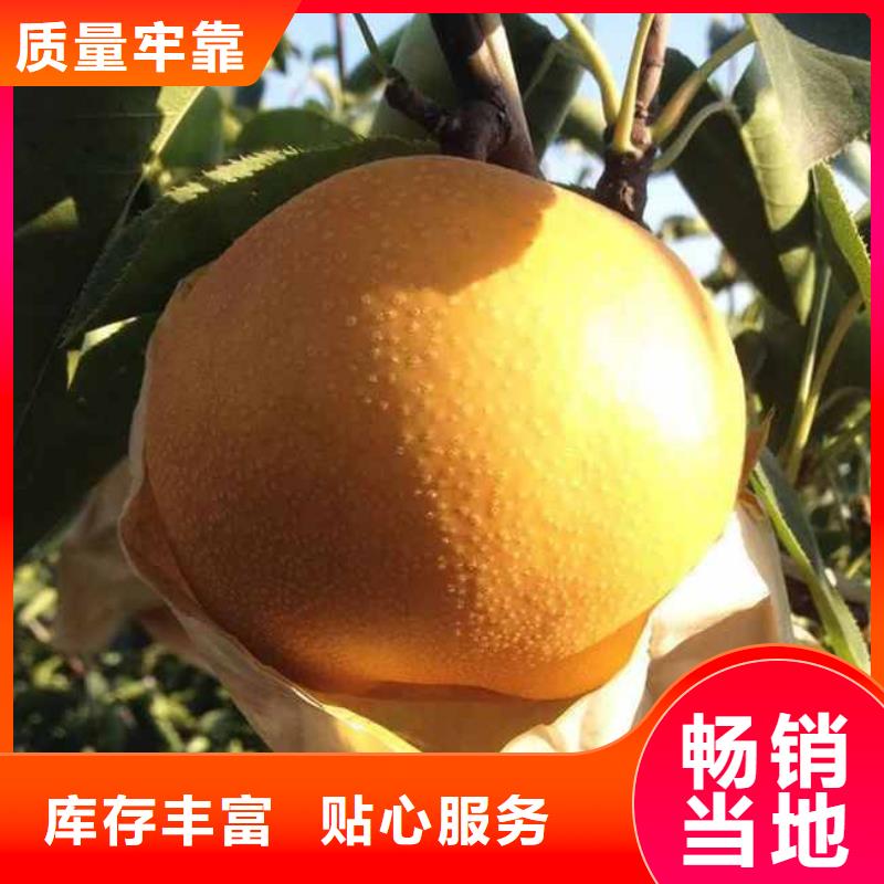 【 梨皇冠梨树苗实体厂家大量现货】