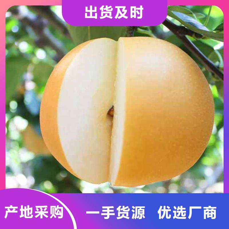 梨_梨树苗基地品质优选