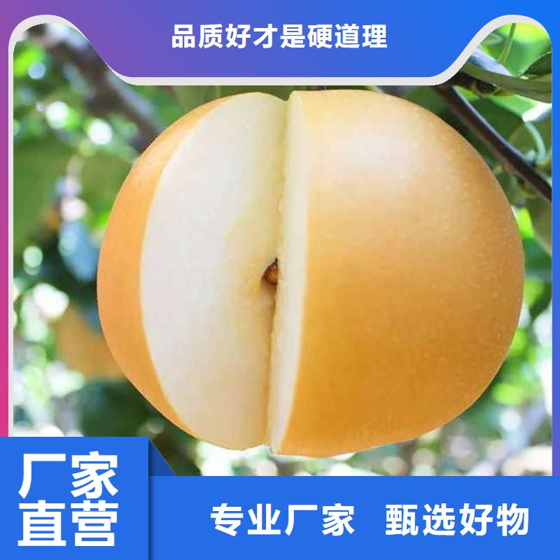 梨奥红全红梨树苗实力雄厚品质保障