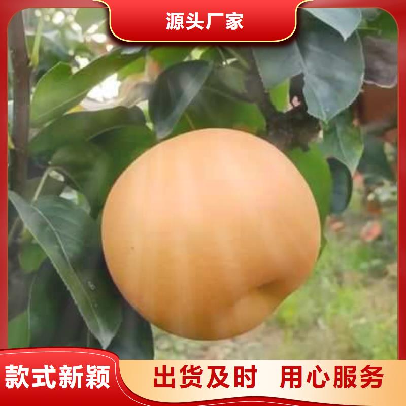 梨_北京十四号桃树苗N年专注