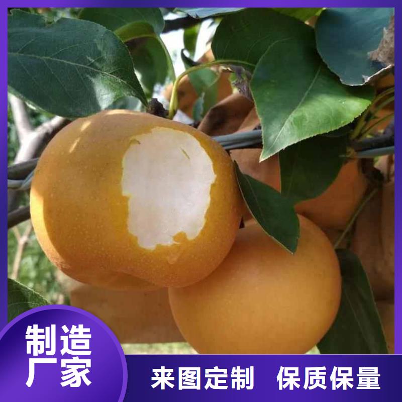 梨奥红一号梨苗研发生产销售