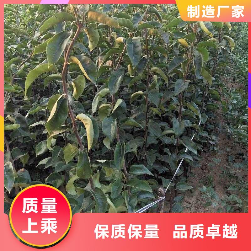 梨杜梨苗精选优质材料