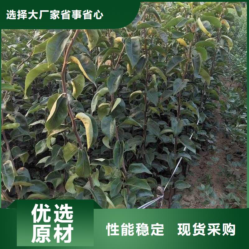 梨毛桃苗主推产品