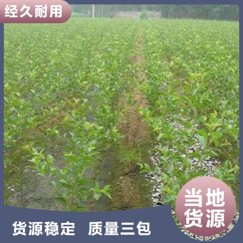 梨-瑞蟠101桃树苗值得信赖