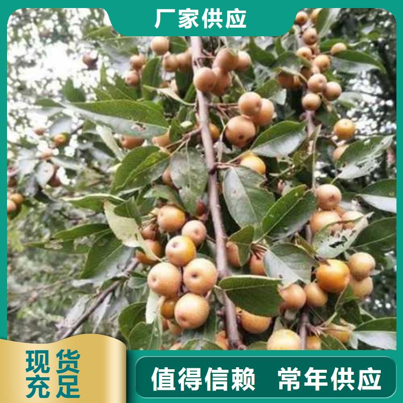 杜梨奥红全红梨树苗一站式采购