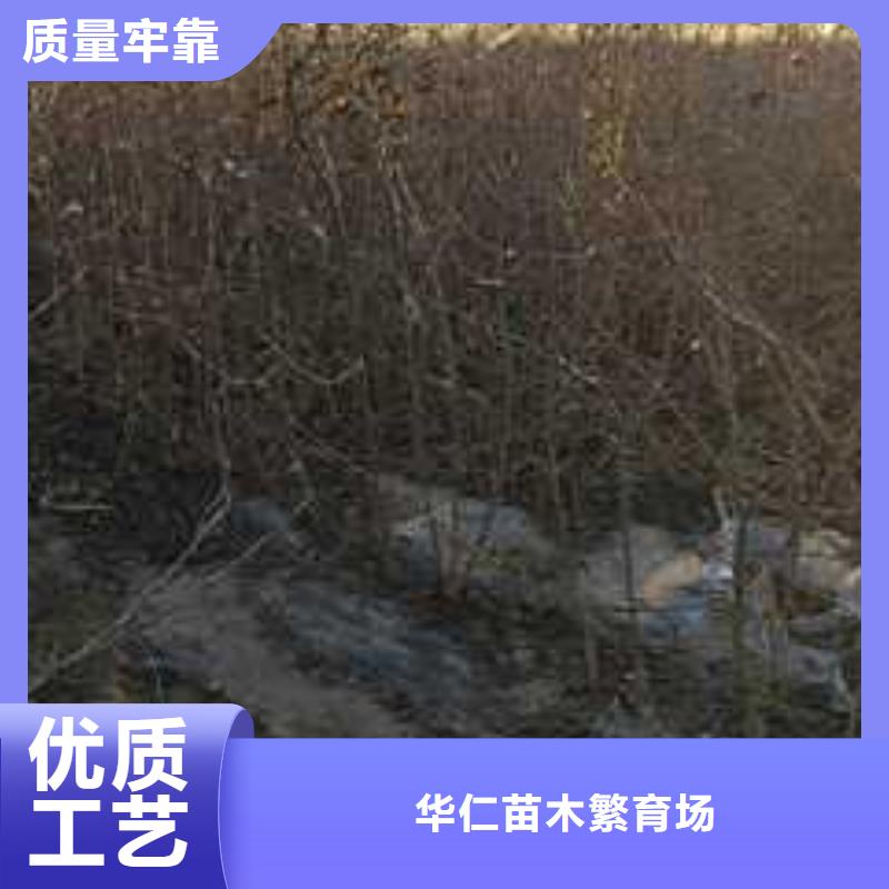 奥红全红梨树苗视频-太原市奥红全红梨树苗-(周边)可服务区域杏花岭|古交|晋中|长治|临汾|运城|朔州|吕梁|大同