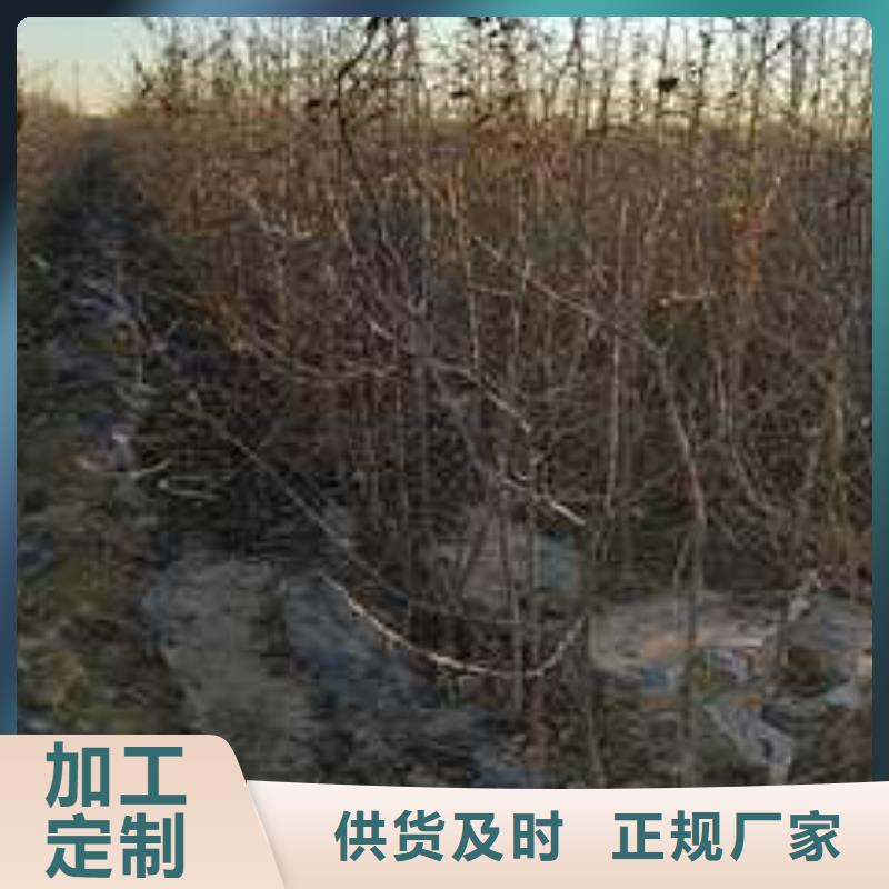 杜梨香酥梨树苗源头工厂量大优惠