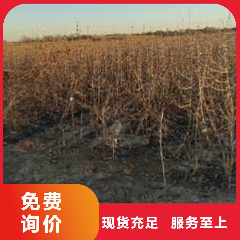 杜梨香酥梨树苗好产品有口碑