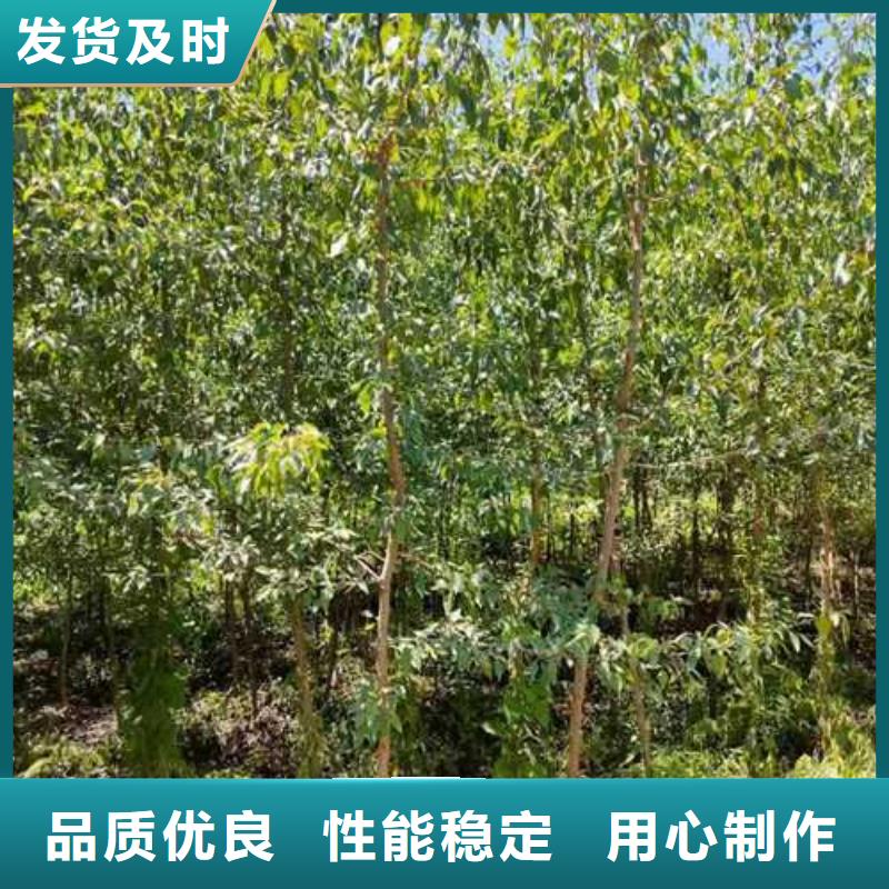 杜梨香酥梨树苗好产品有口碑