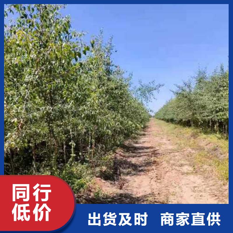 杜梨山桃苗售后无忧