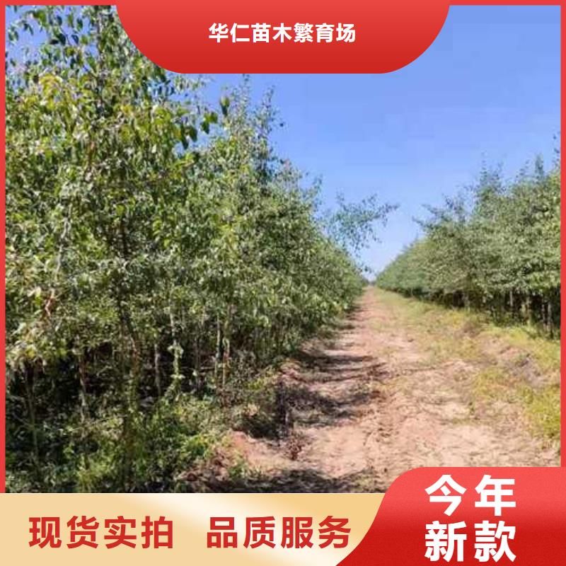杜梨毛桃苗型号全价格低