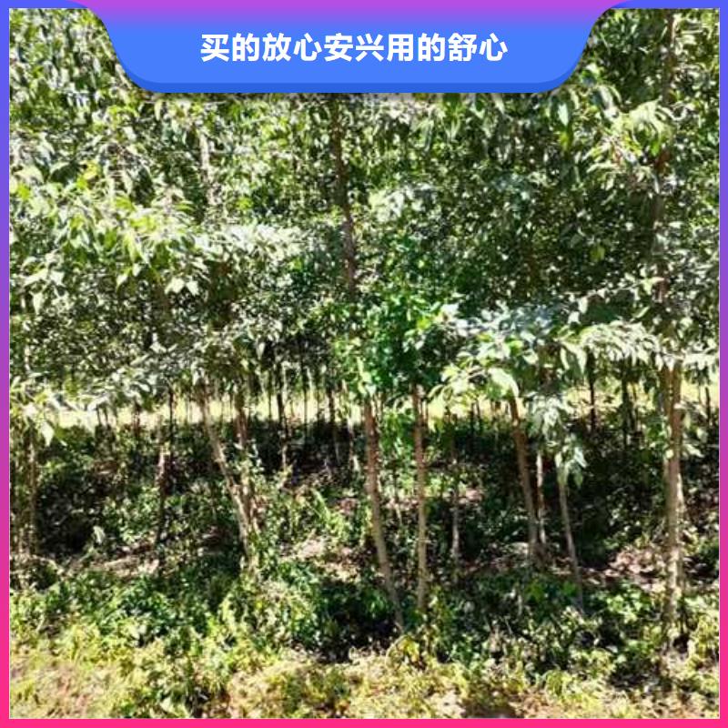 杜梨瑞蟠101桃树苗客户信赖的厂家