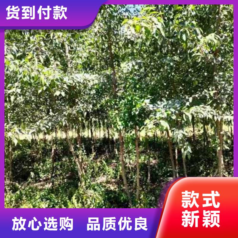 杜梨【秋月梨树苗】一手货源源头厂家
