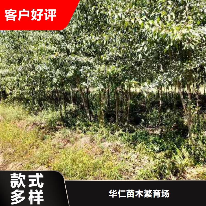 杜梨奥红全红梨树苗一站式采购