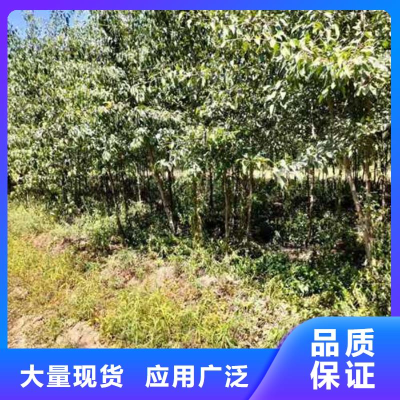 杜梨毛桃苗型号全价格低