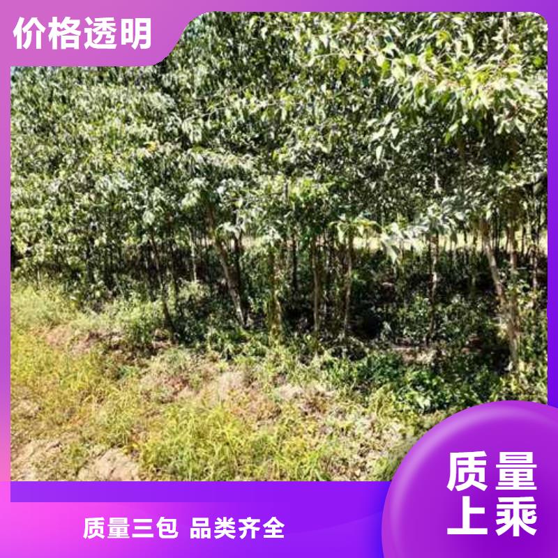 杜梨【秋月梨树苗】一手货源源头厂家