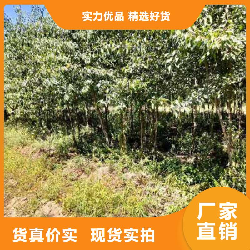 奥红全红梨树苗视频-太原市奥红全红梨树苗-(周边)可服务区域杏花岭|古交|晋中|长治|临汾|运城|朔州|吕梁|大同