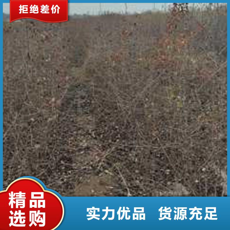 杜梨_海棠苗销售的是诚信