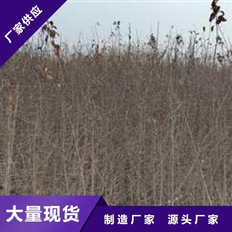 杜梨_梨树苗基地海量现货直销