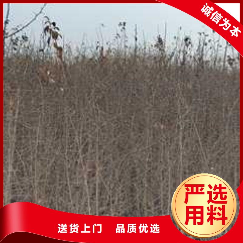 杜梨秋月梨树苗实地大厂
