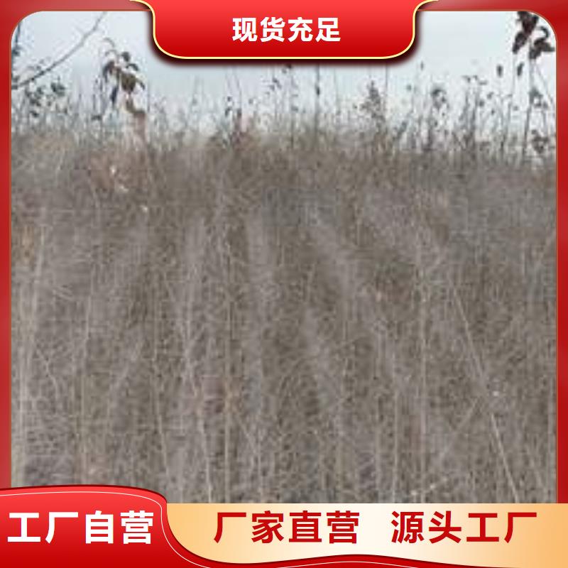 杜梨_海棠苗销售的是诚信