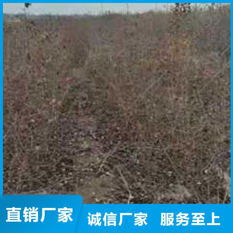 杜梨红香酥梨树苗颜色尺寸款式定制