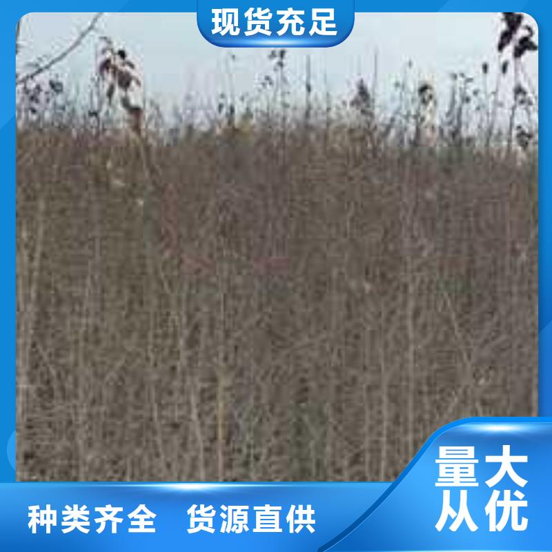 杜梨-梨树苗基地支持加工定制