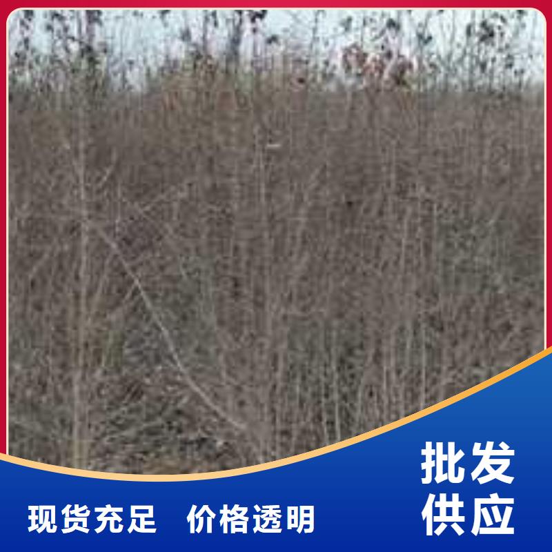 杜梨毛桃苗型号全价格低
