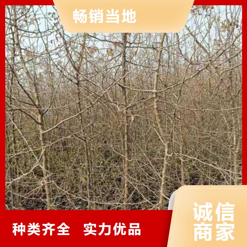 杜梨秋月梨树苗懂您所需