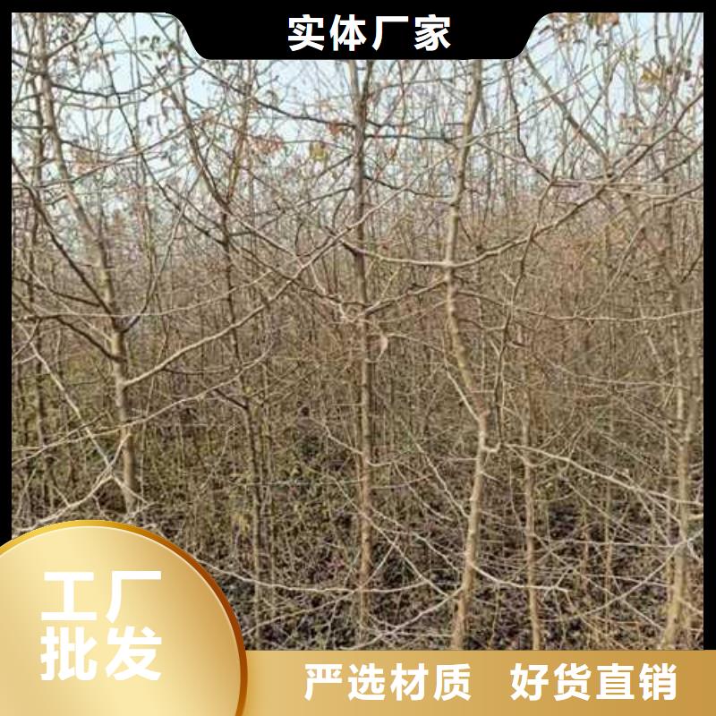 杜梨_奥红全红梨树苗快速物流发货