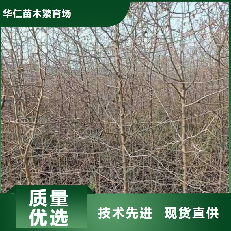 杜梨杜梨苗高性价比