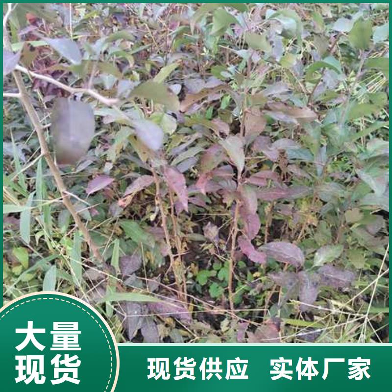 杜梨_梨树苗基地海量现货直销