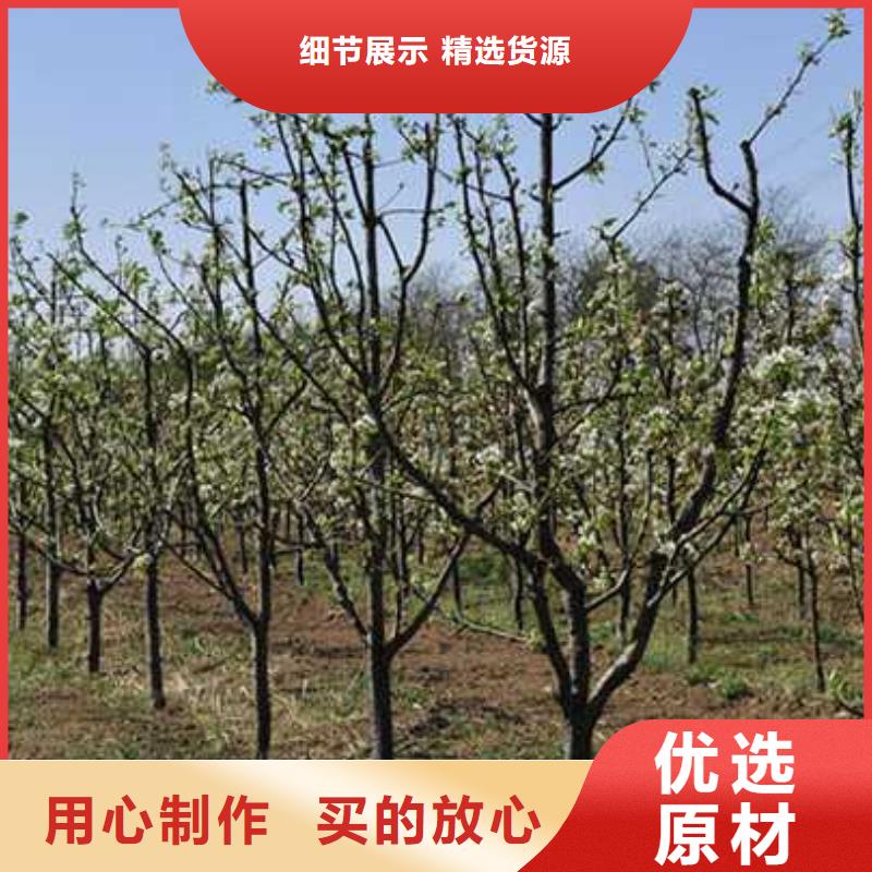 杜梨【秋月梨树苗】一手货源源头厂家