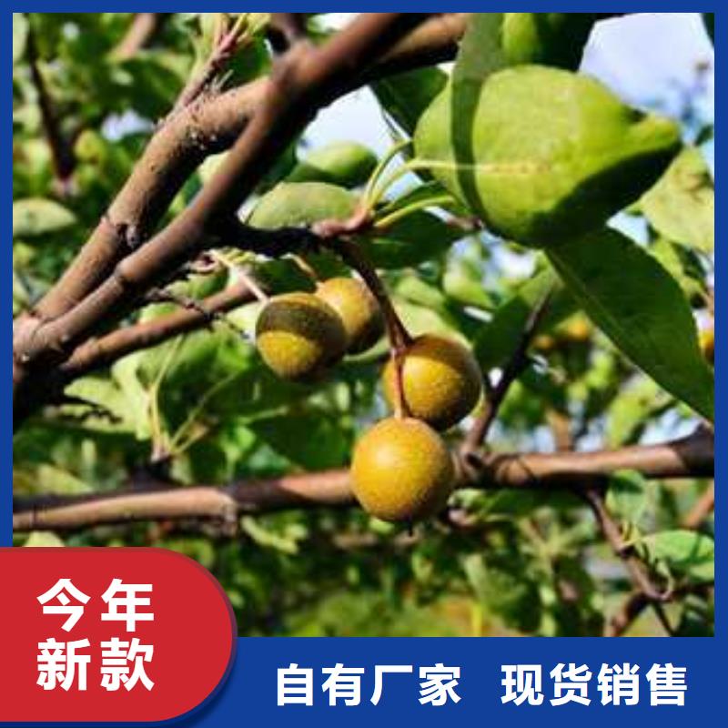 杜梨奥红全红梨树苗一站式采购